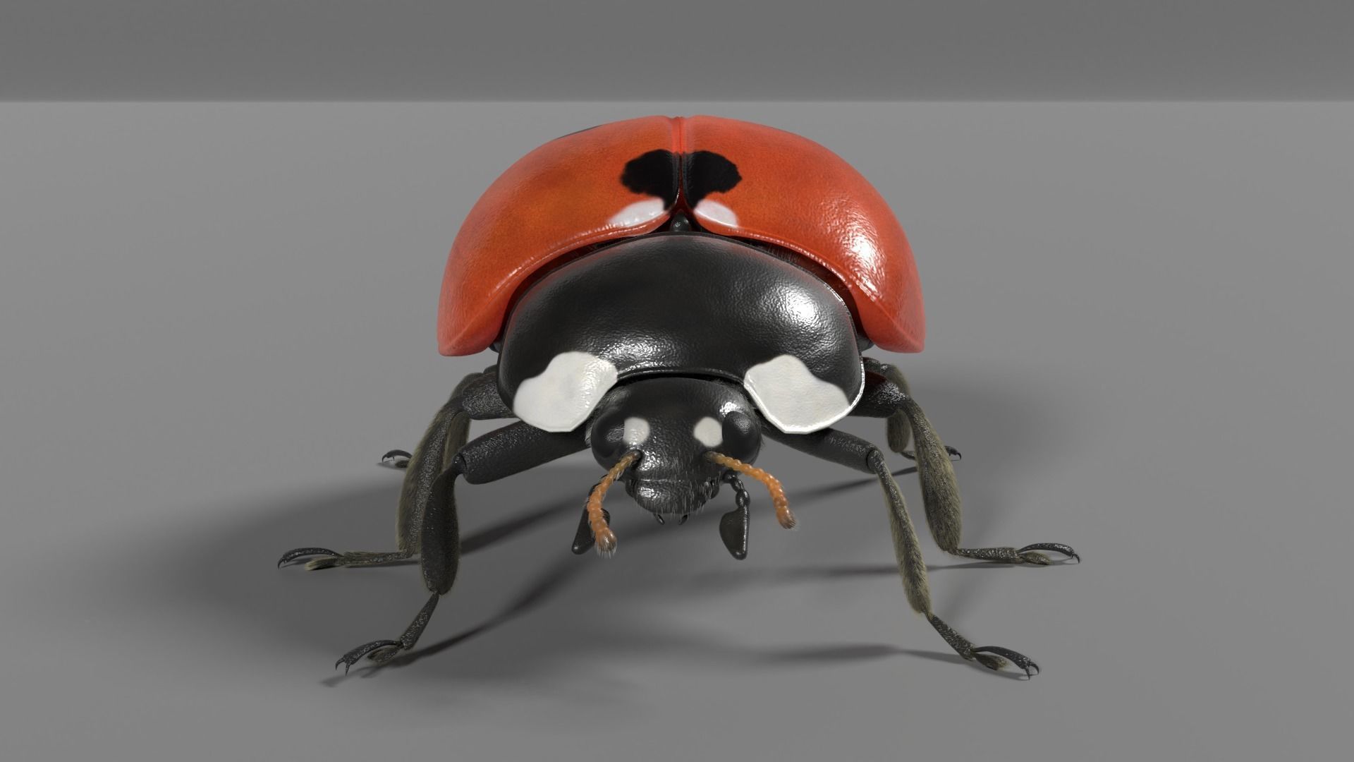Ladybug Animated 3D model_8