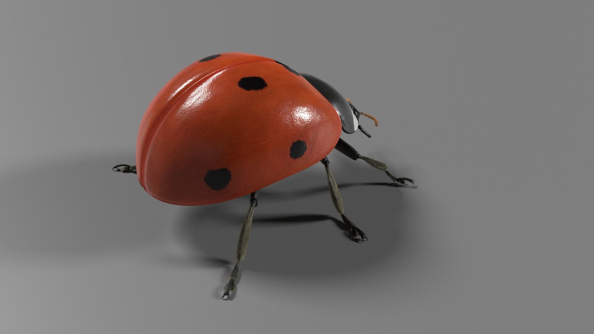 Ladybug Animated 3D model_9