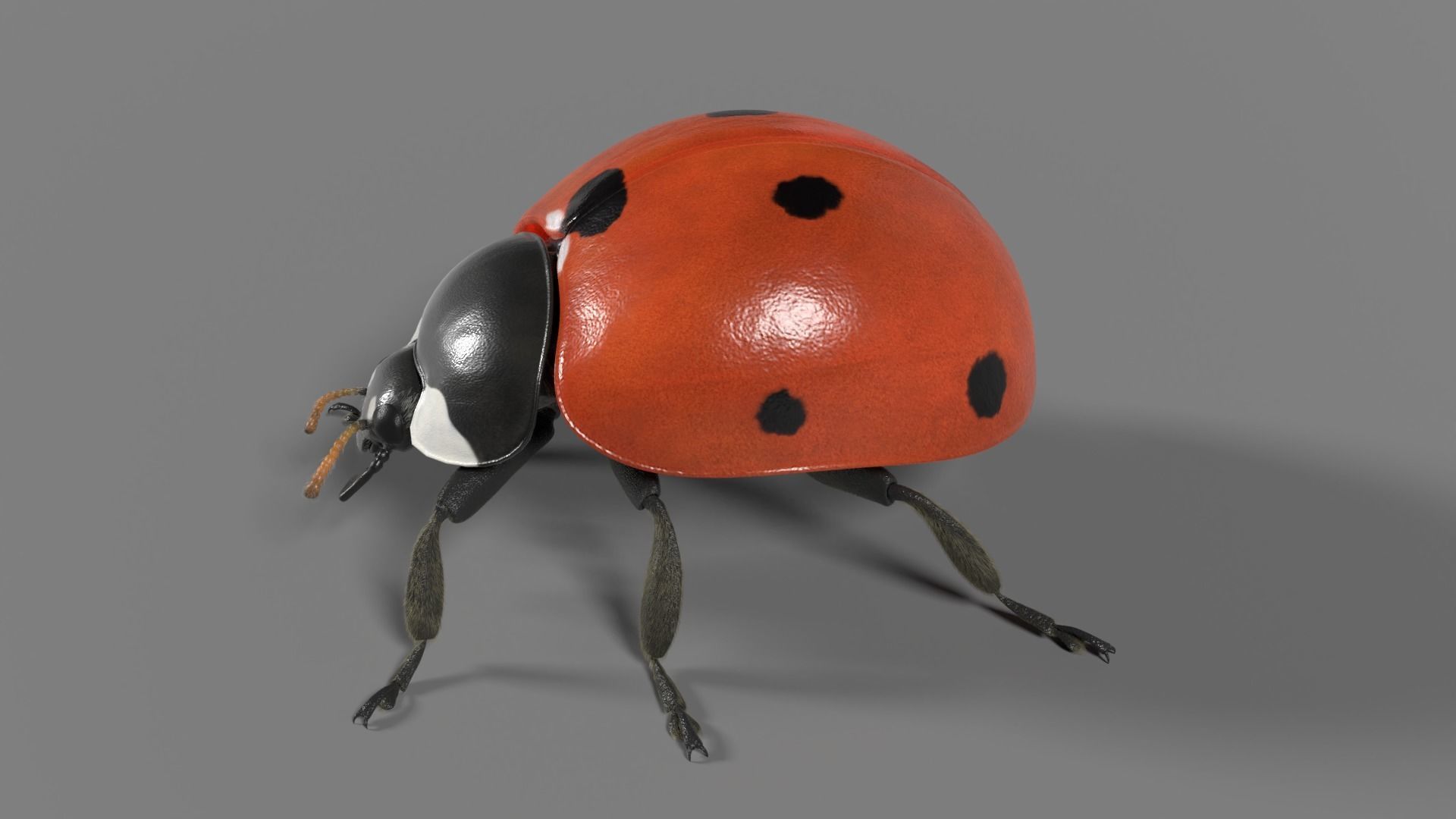 Ladybug Animated 3D model_10