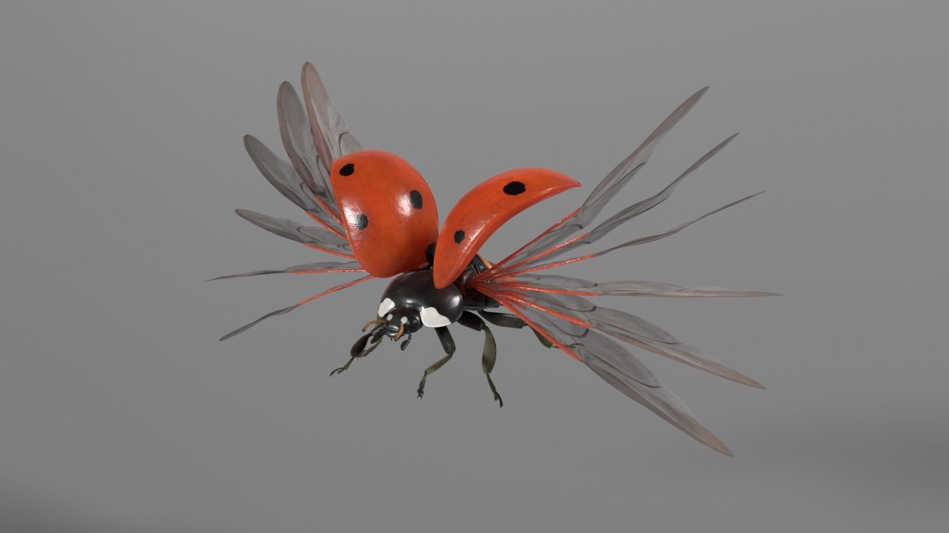 Ladybug Animated 3D model_13