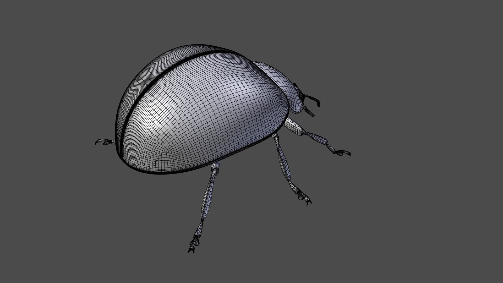 Ladybug Animated 3D model_30