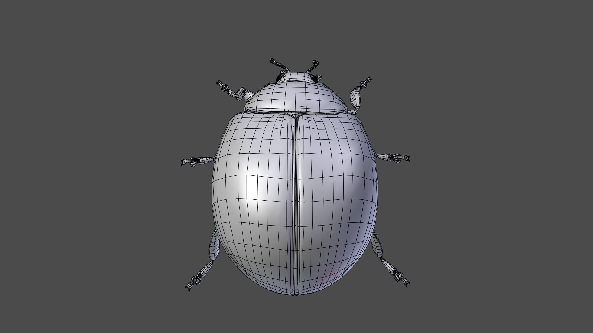 Ladybug Animated 3D model_33