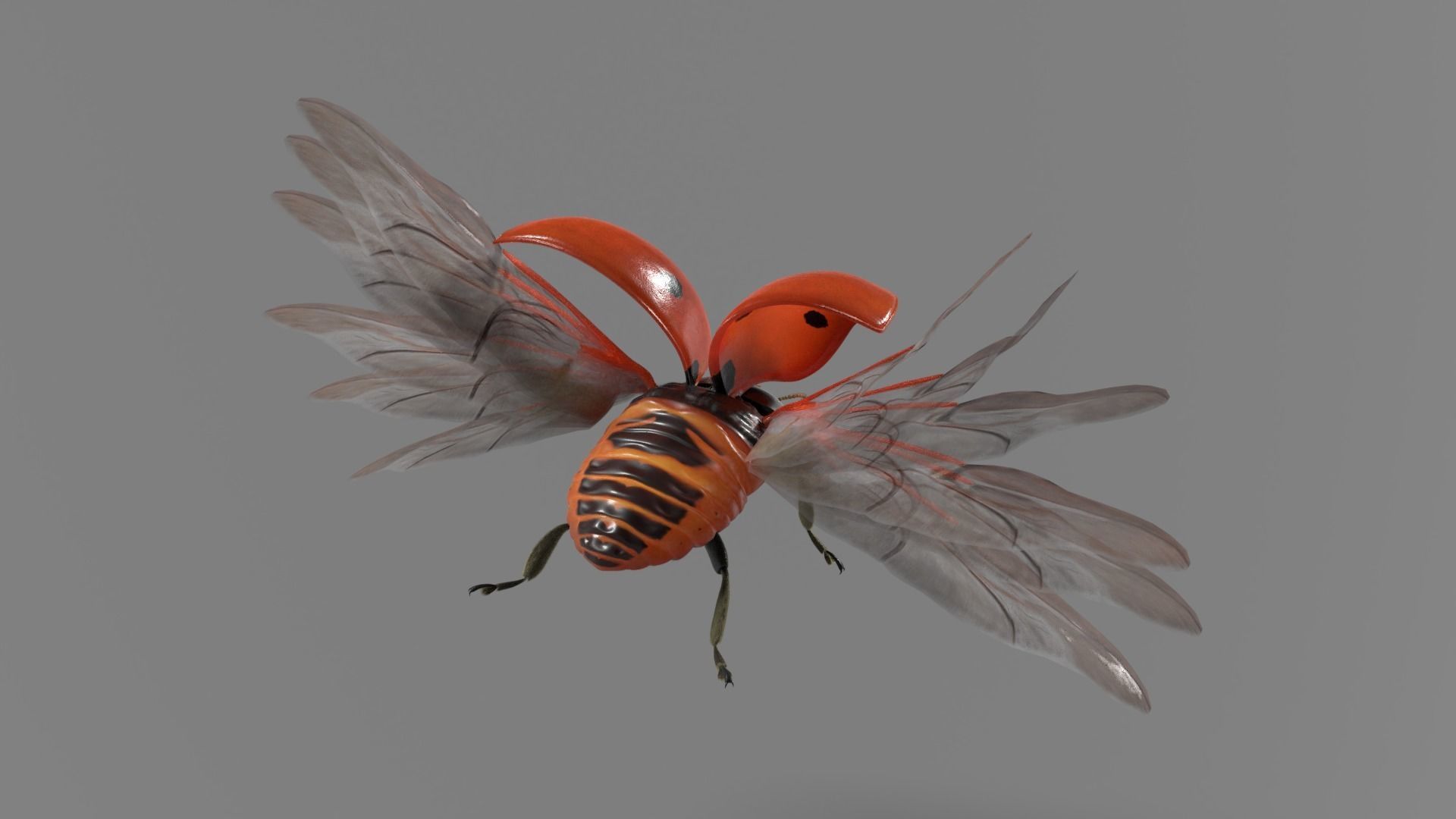 Ladybug Animated 3D model_14