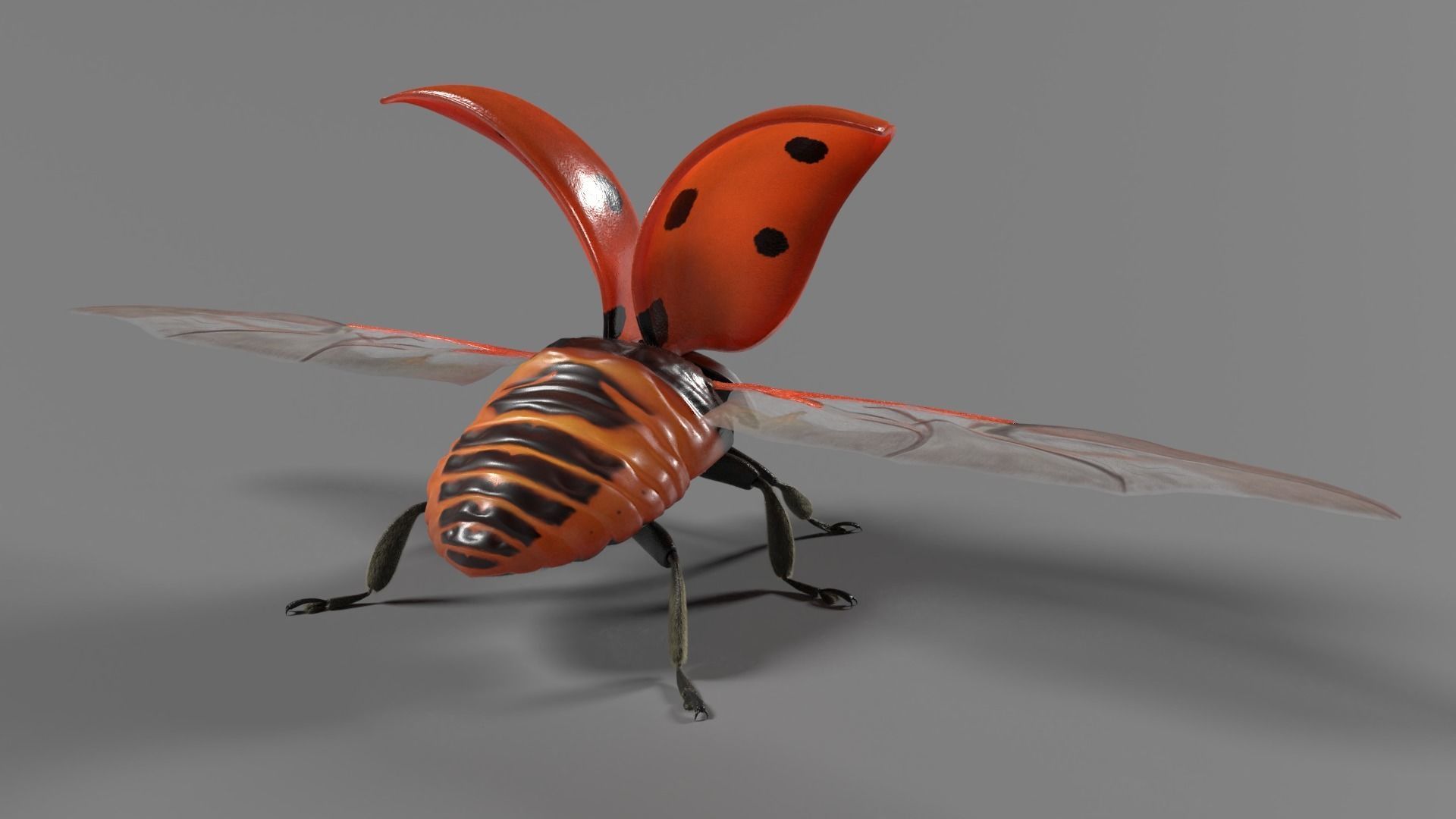 Ladybug Animated 3D model_5
