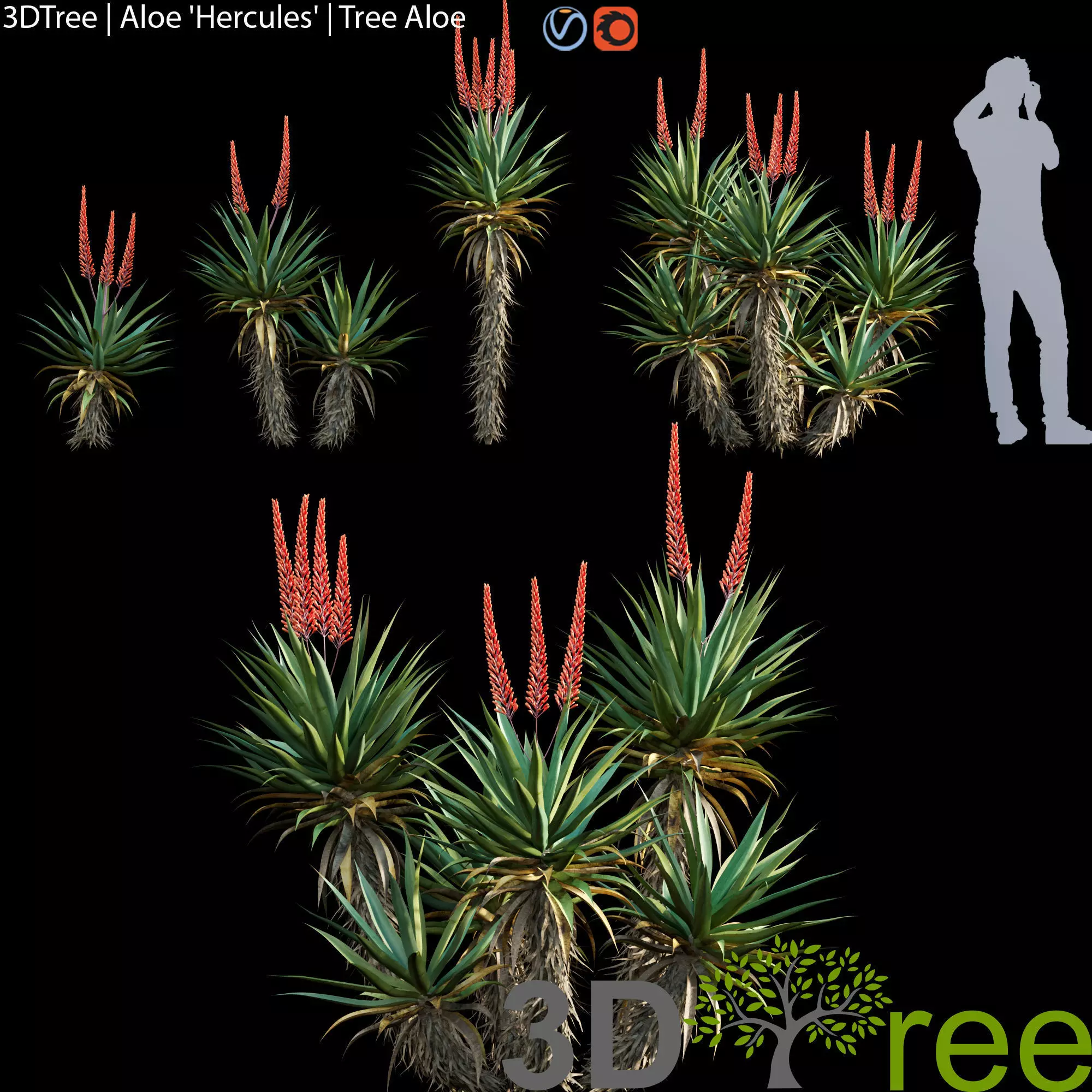 Aloe Hercules - Tree Aloe 3D model_0