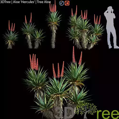 Aloe Hercules - Tree Aloe