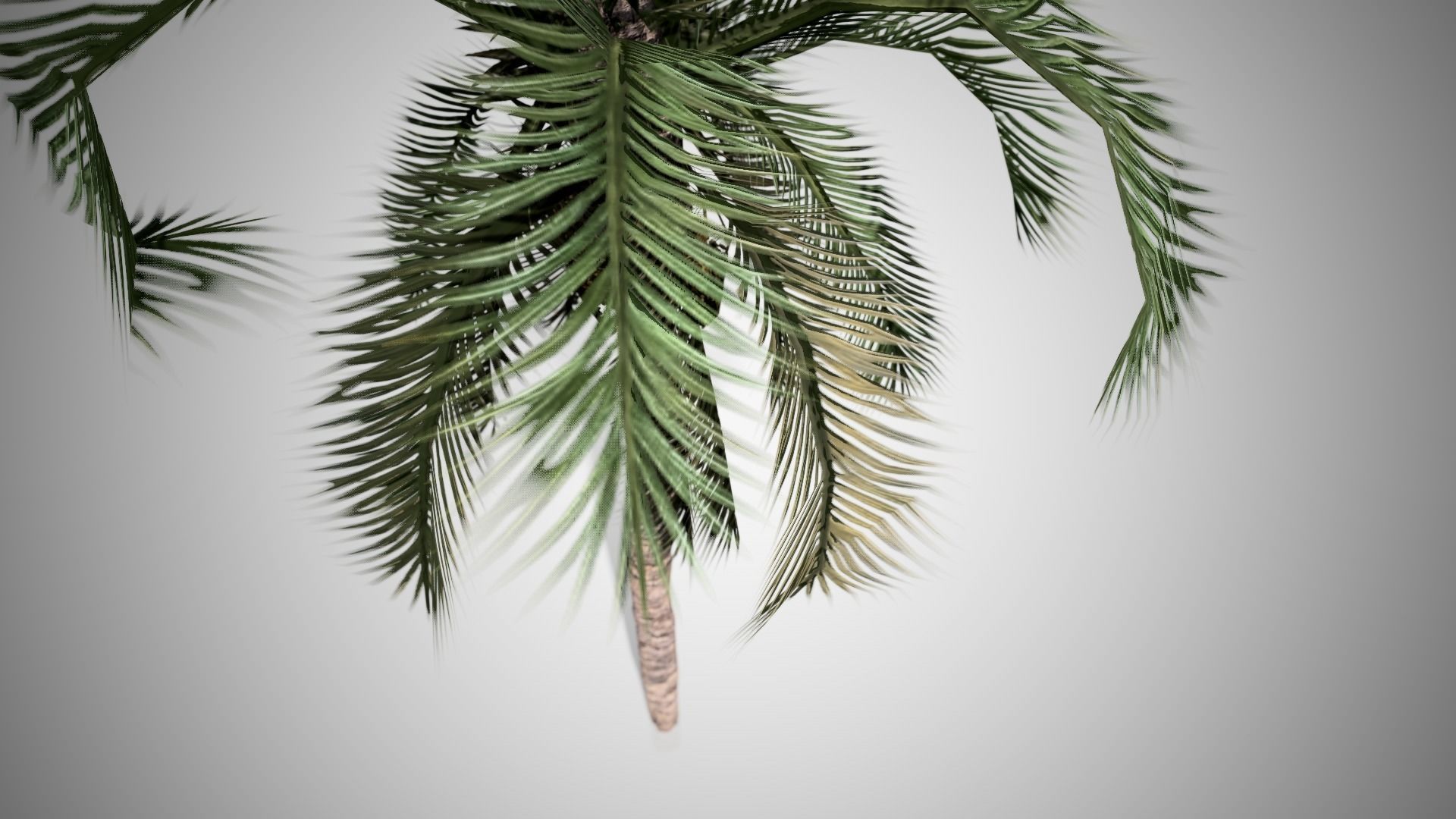 Date Palm Tree Low-poly 3D model_1