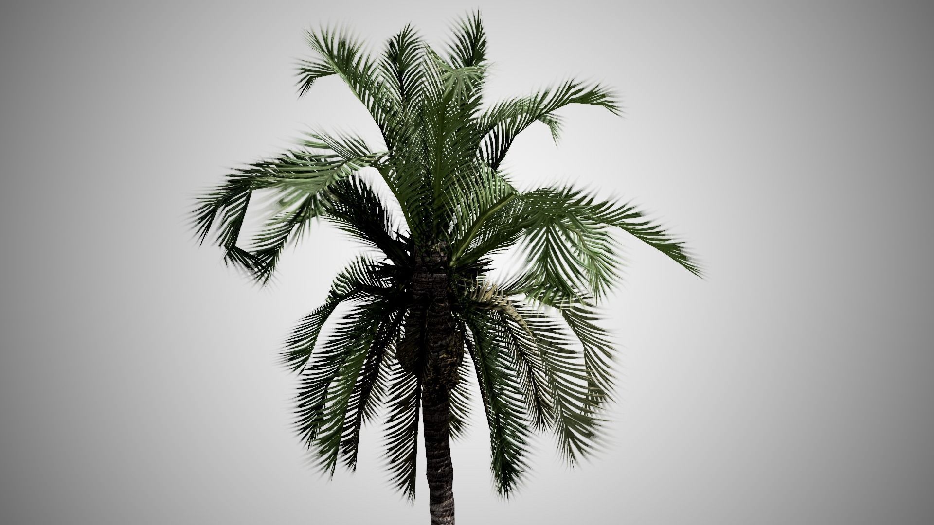 Date Palm Tree Low-poly 3D model_2