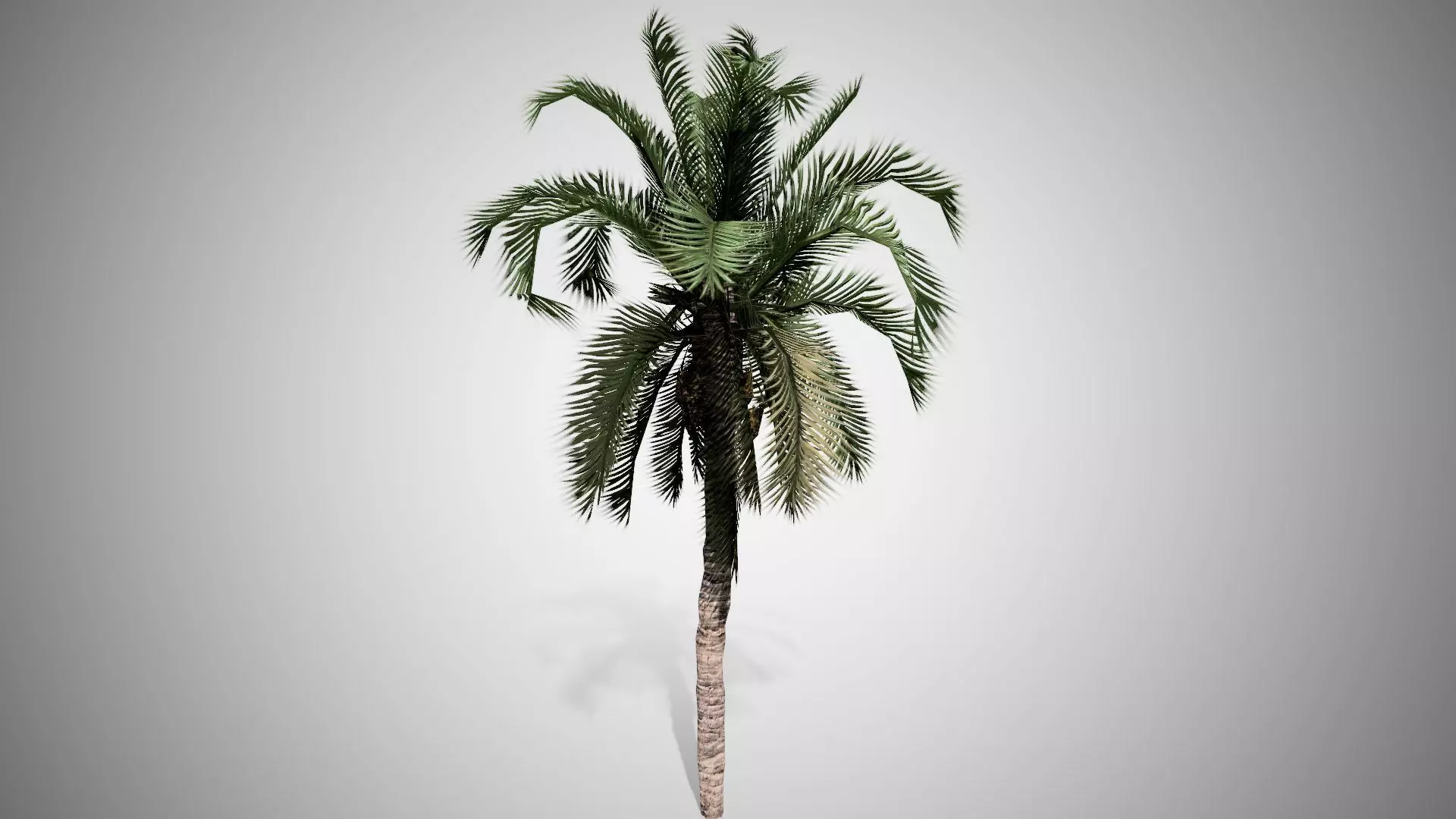 Date Palm Tree Low-poly 3D model_0