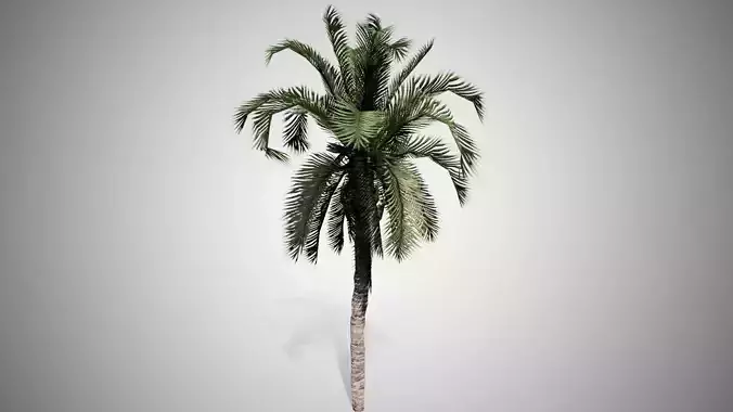 Date Palm Tree Low-poly 3D model