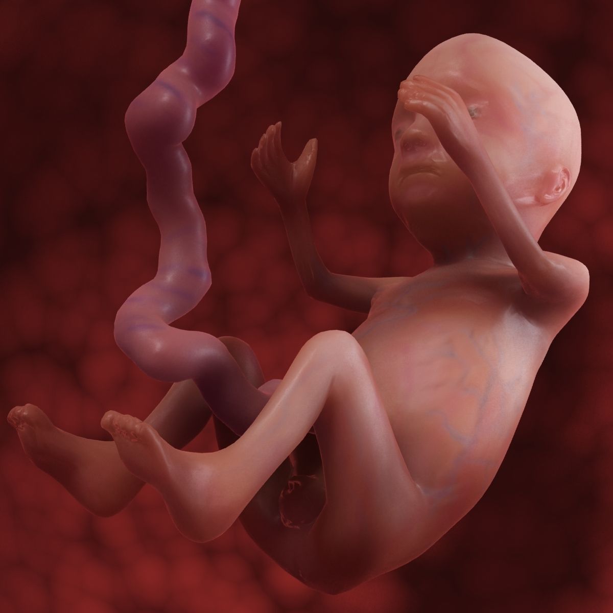 Human Fetus 3D model_4
