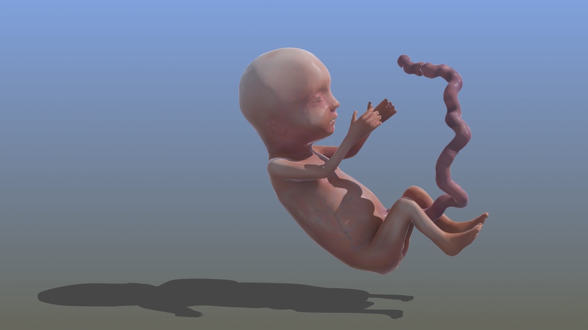 Human Fetus 3D model_29