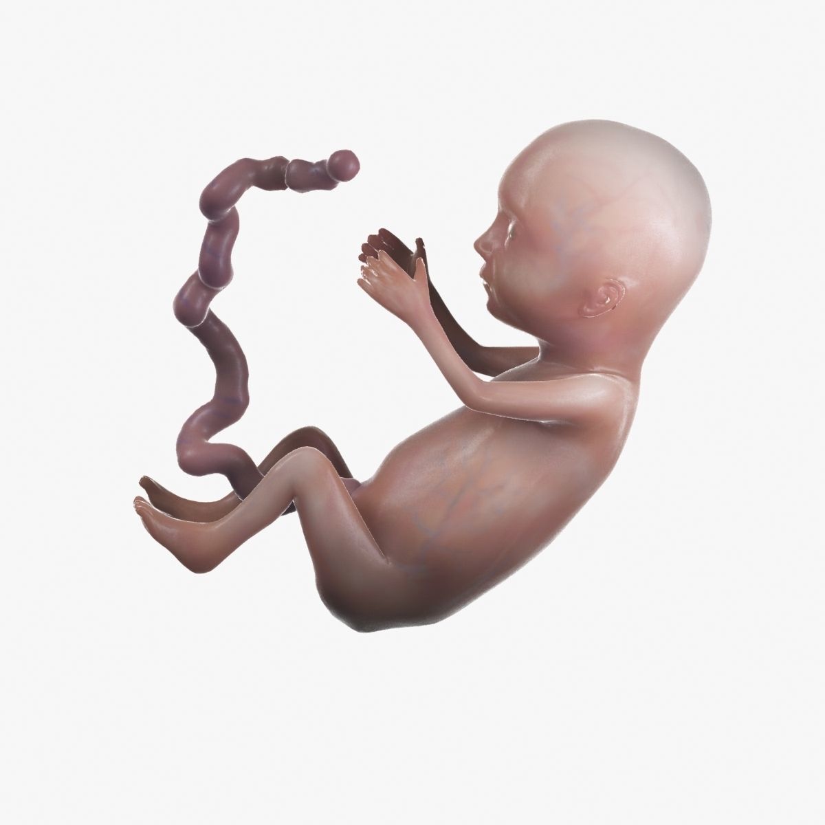Human Fetus 3D model_56