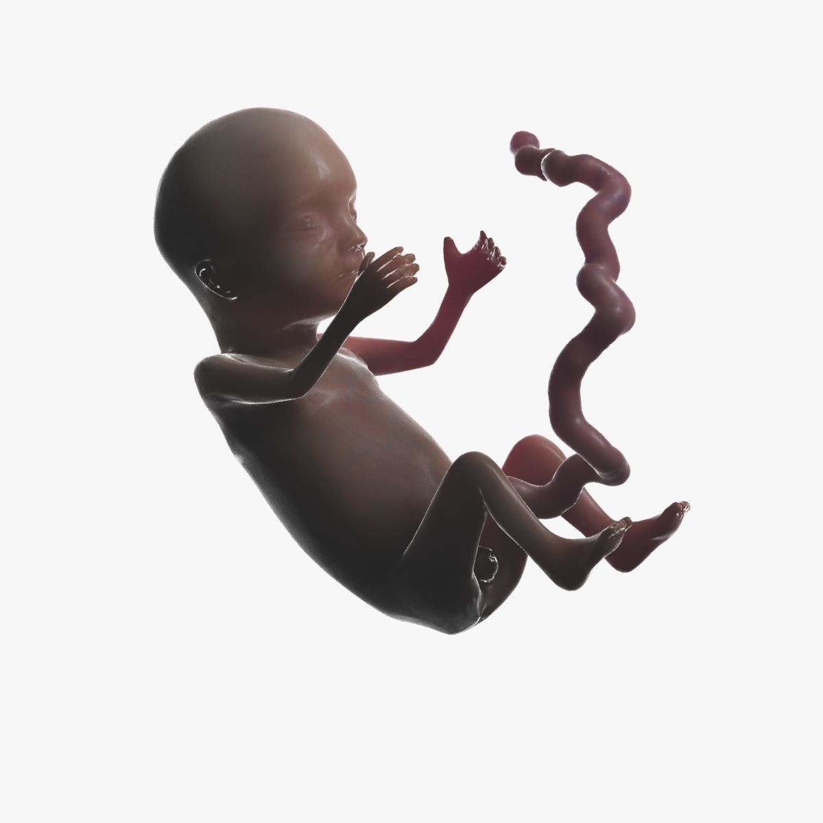 Human Fetus 3D model_60