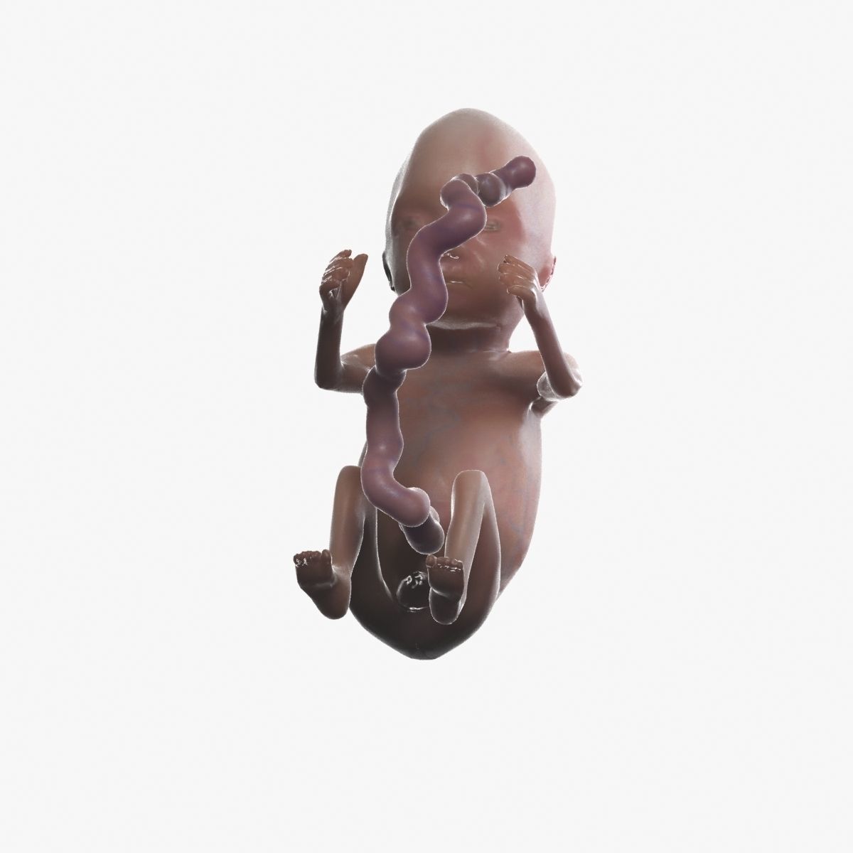 Human Fetus 3D model_58