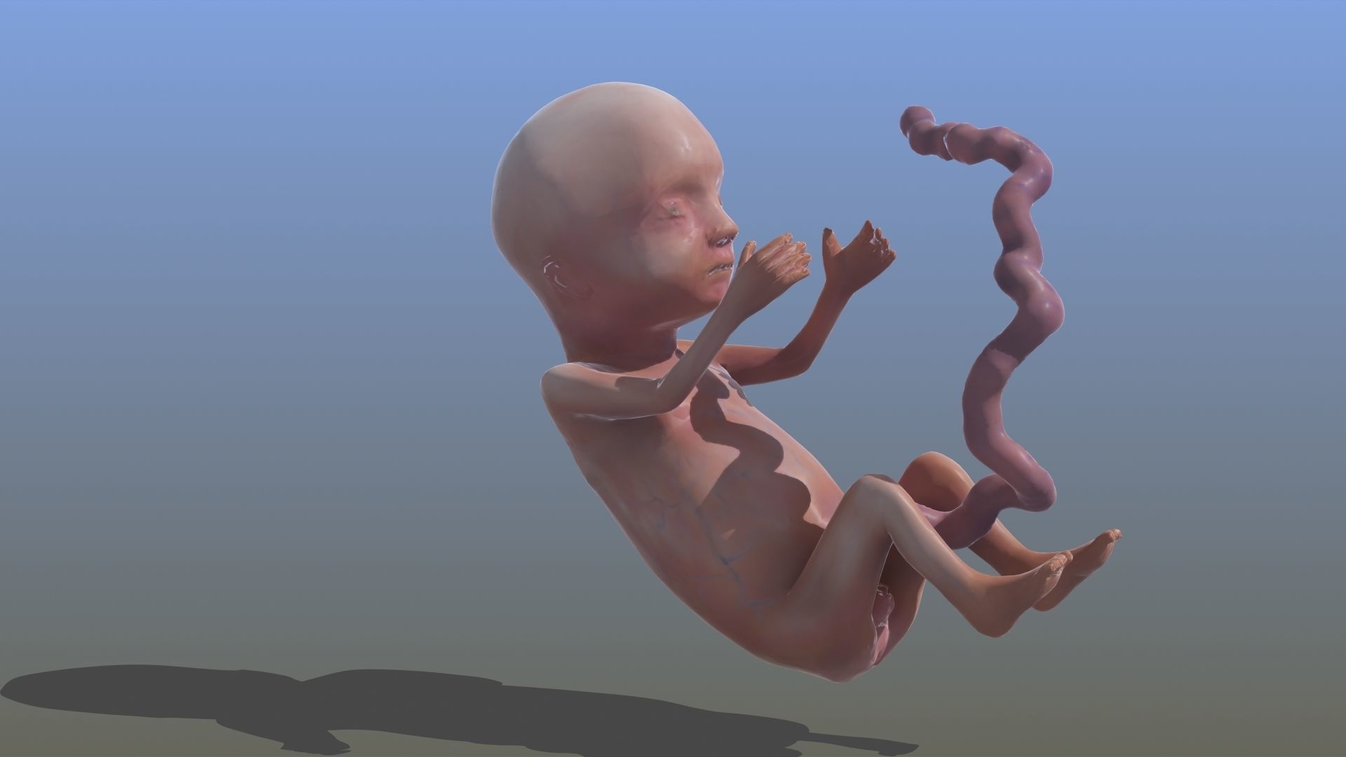 Human Fetus 3D model_31