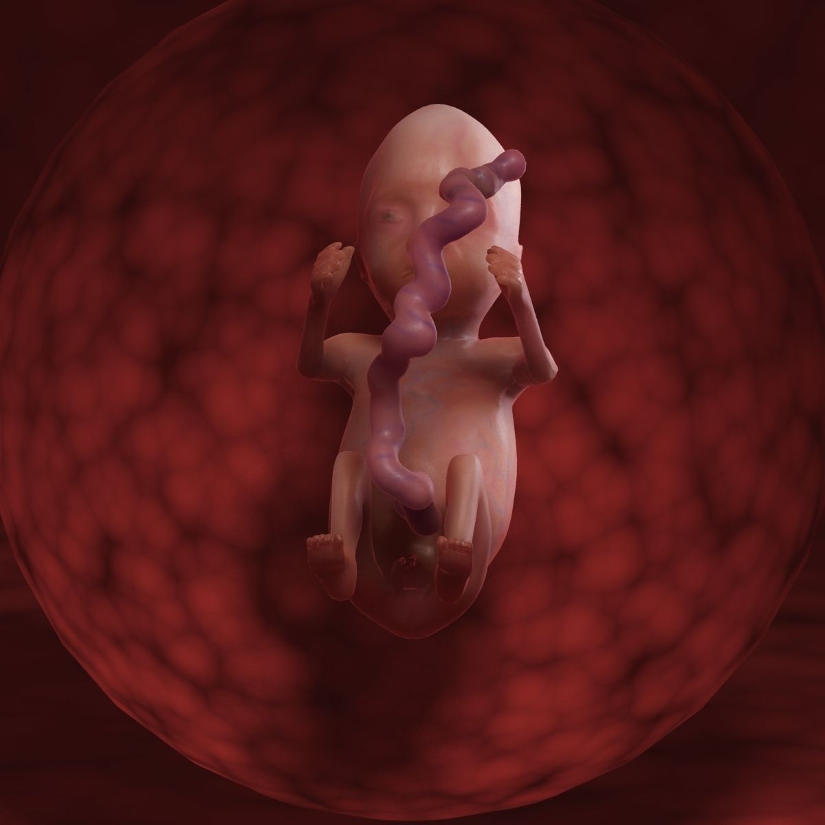 Human Fetus 3D model_54