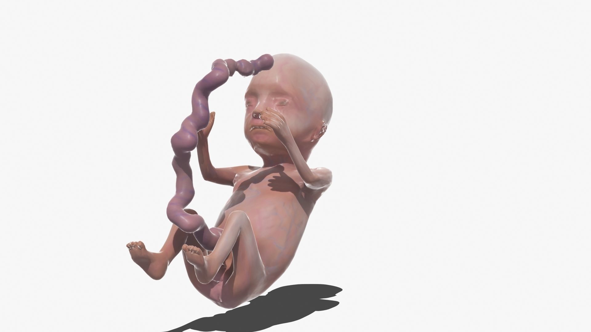 Human Fetus 3D model_42