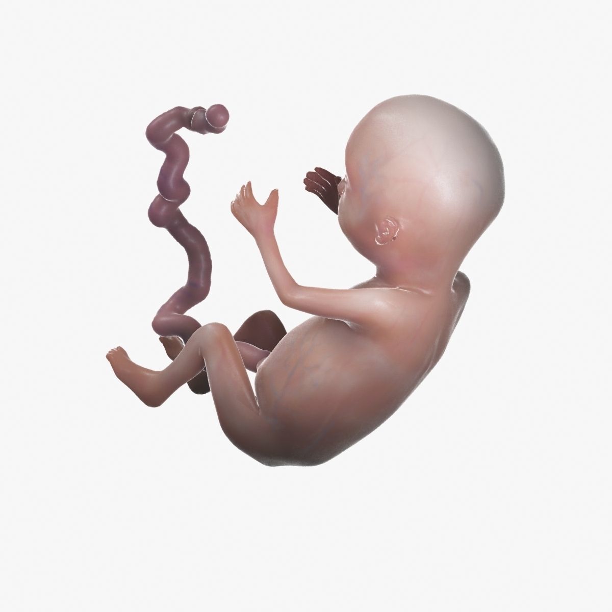 Human Fetus 3D model_57