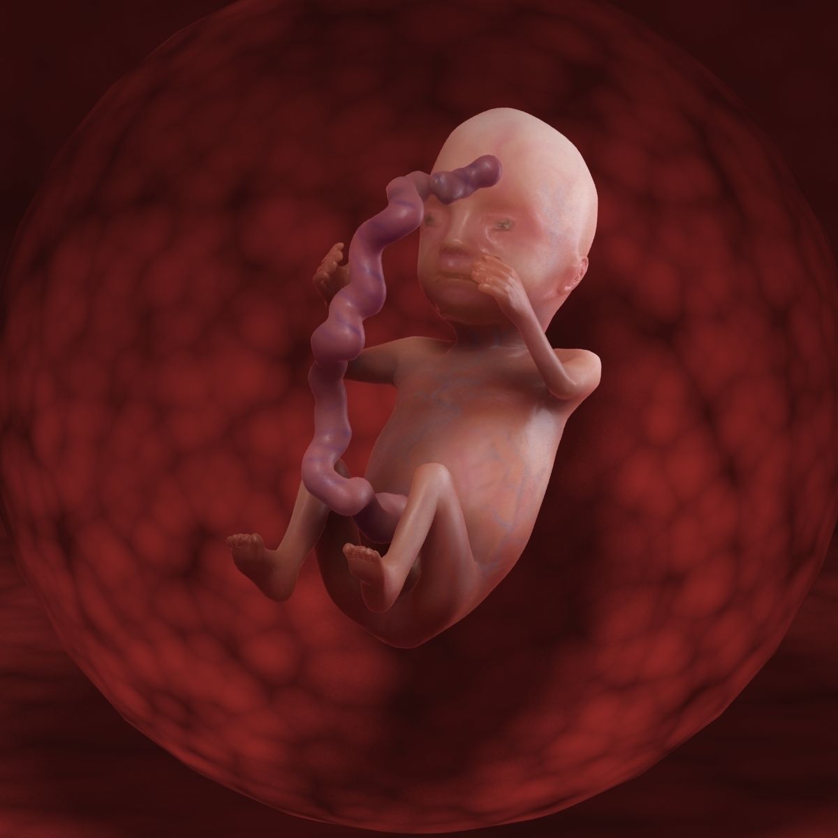 Human Fetus 3D model_47