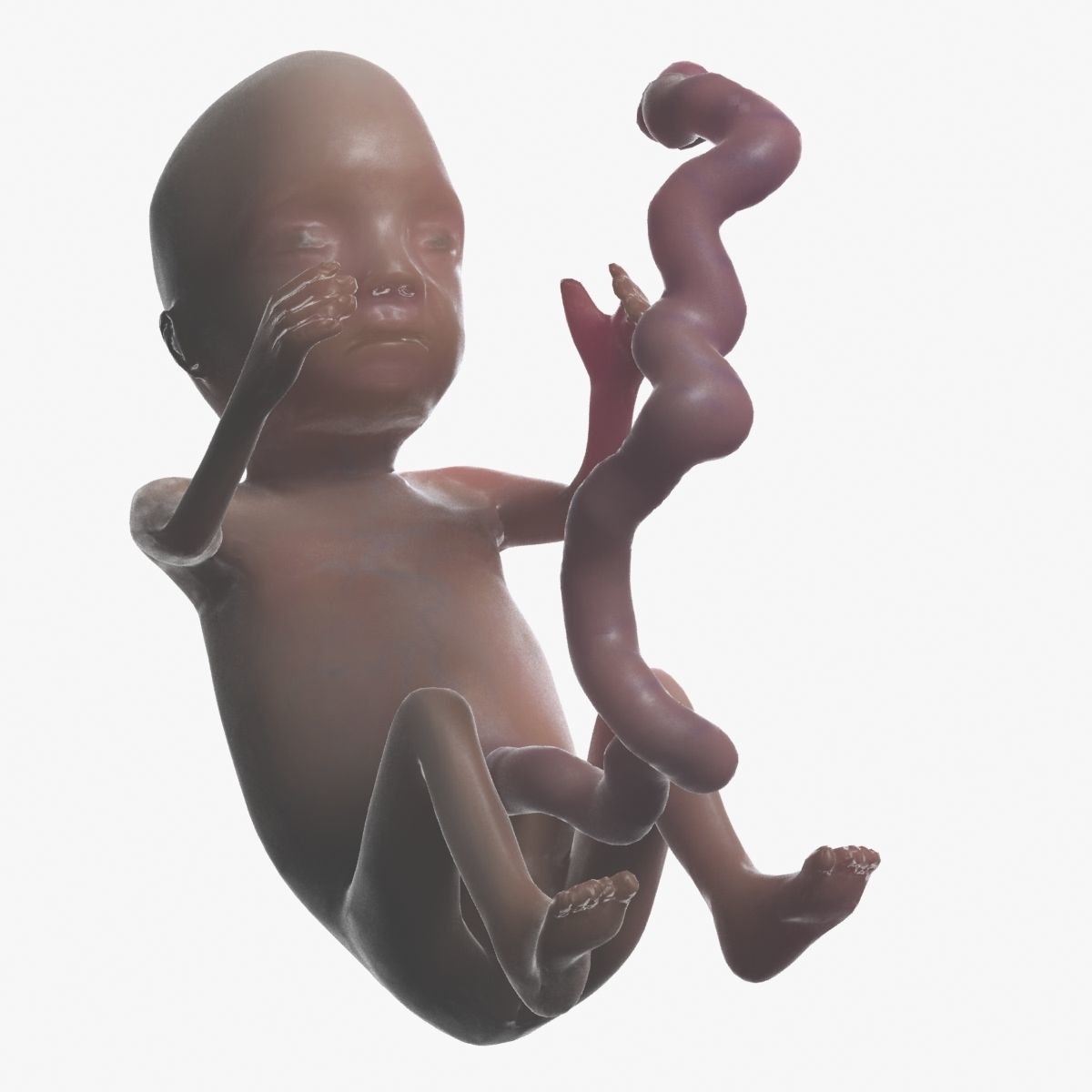 Human Fetus 3D model_19