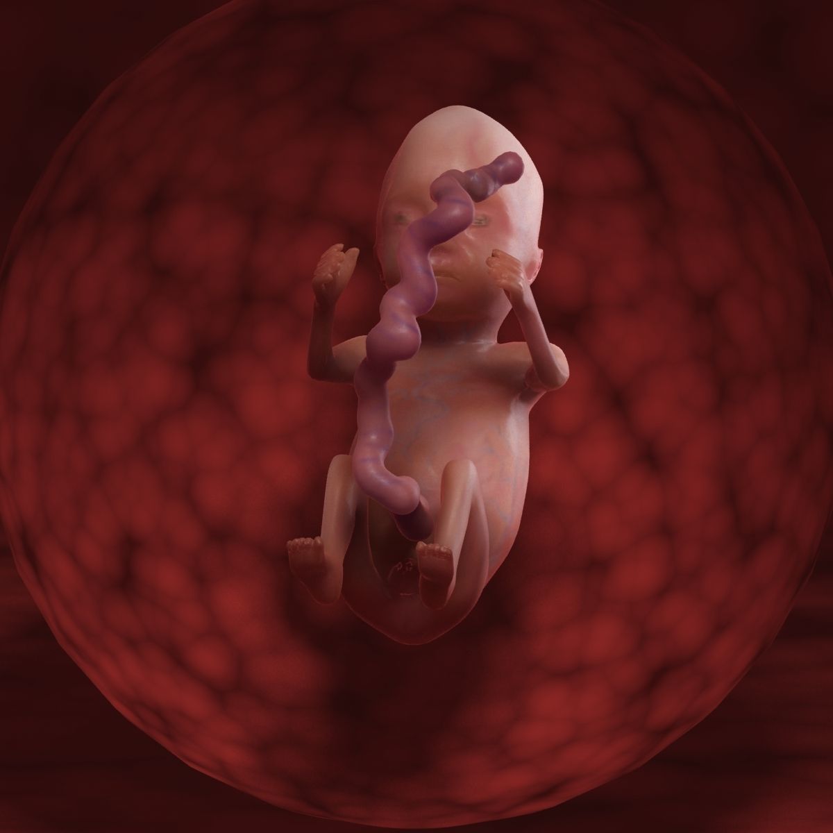 Human Fetus 3D model_53