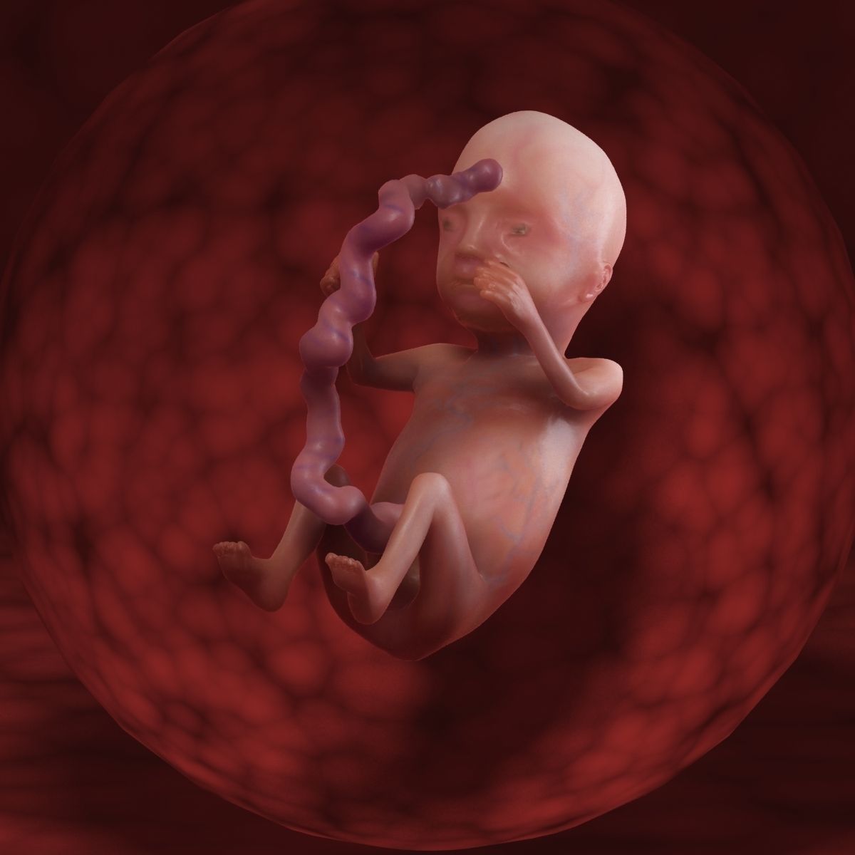 Human Fetus 3D model_48
