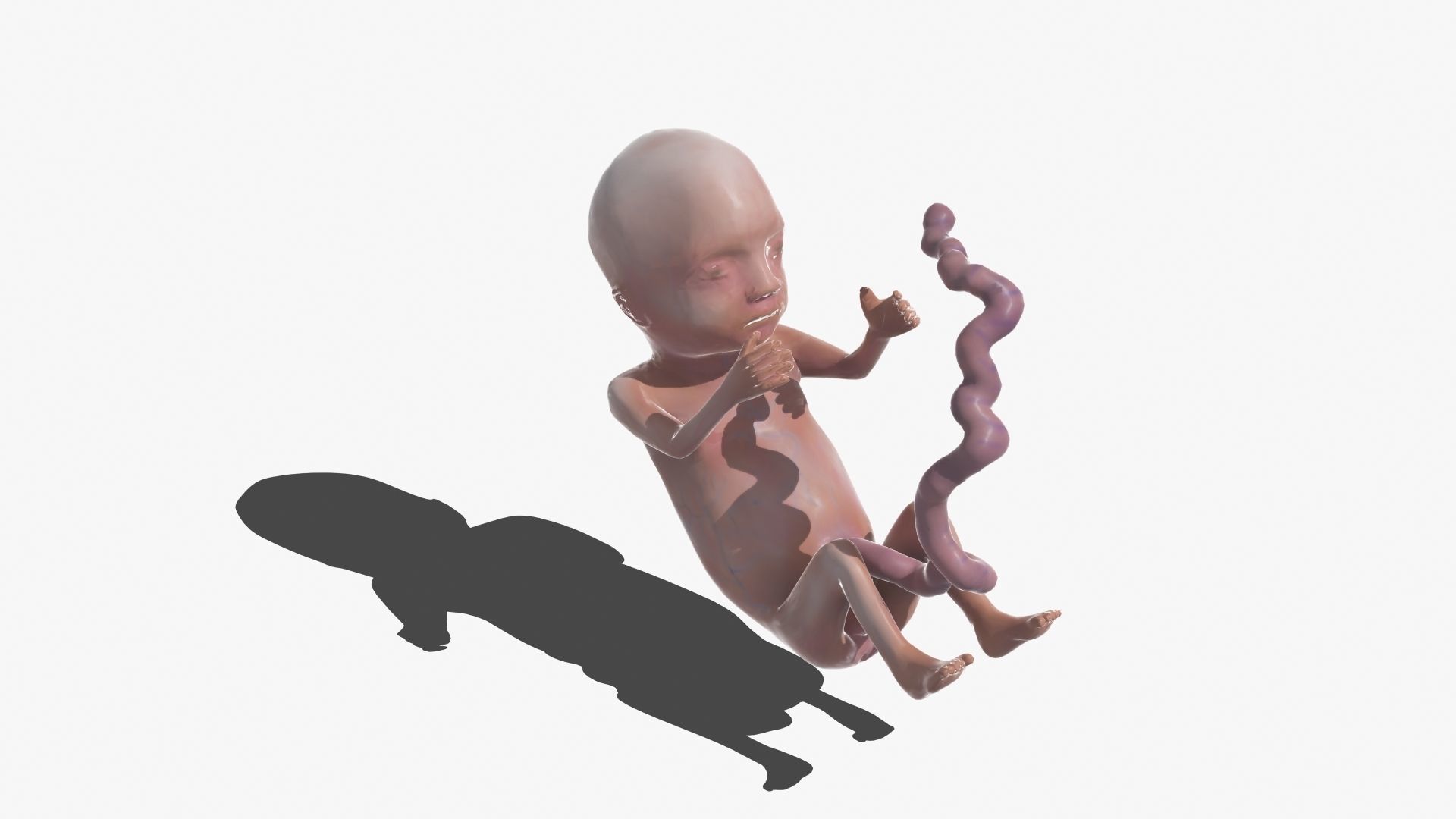 Human Fetus 3D model_37
