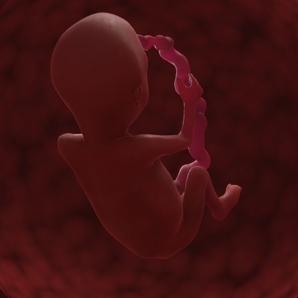 Human Fetus 3D model_10