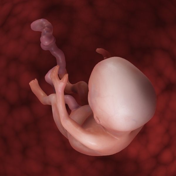 Human Fetus 3D model_12