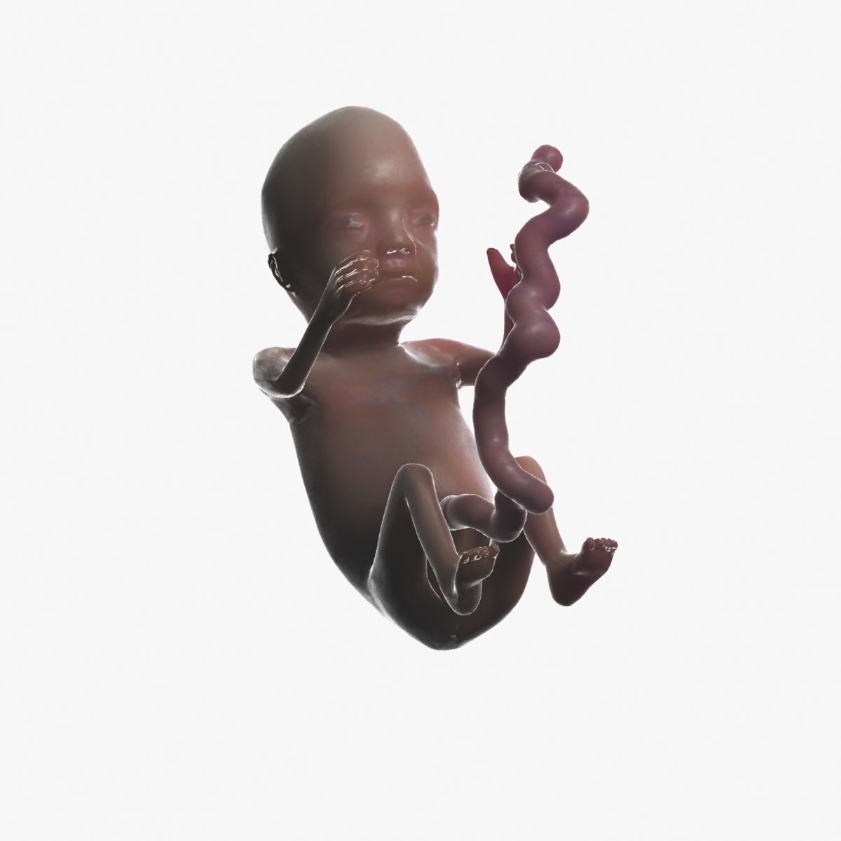 Human Fetus 3D model_63