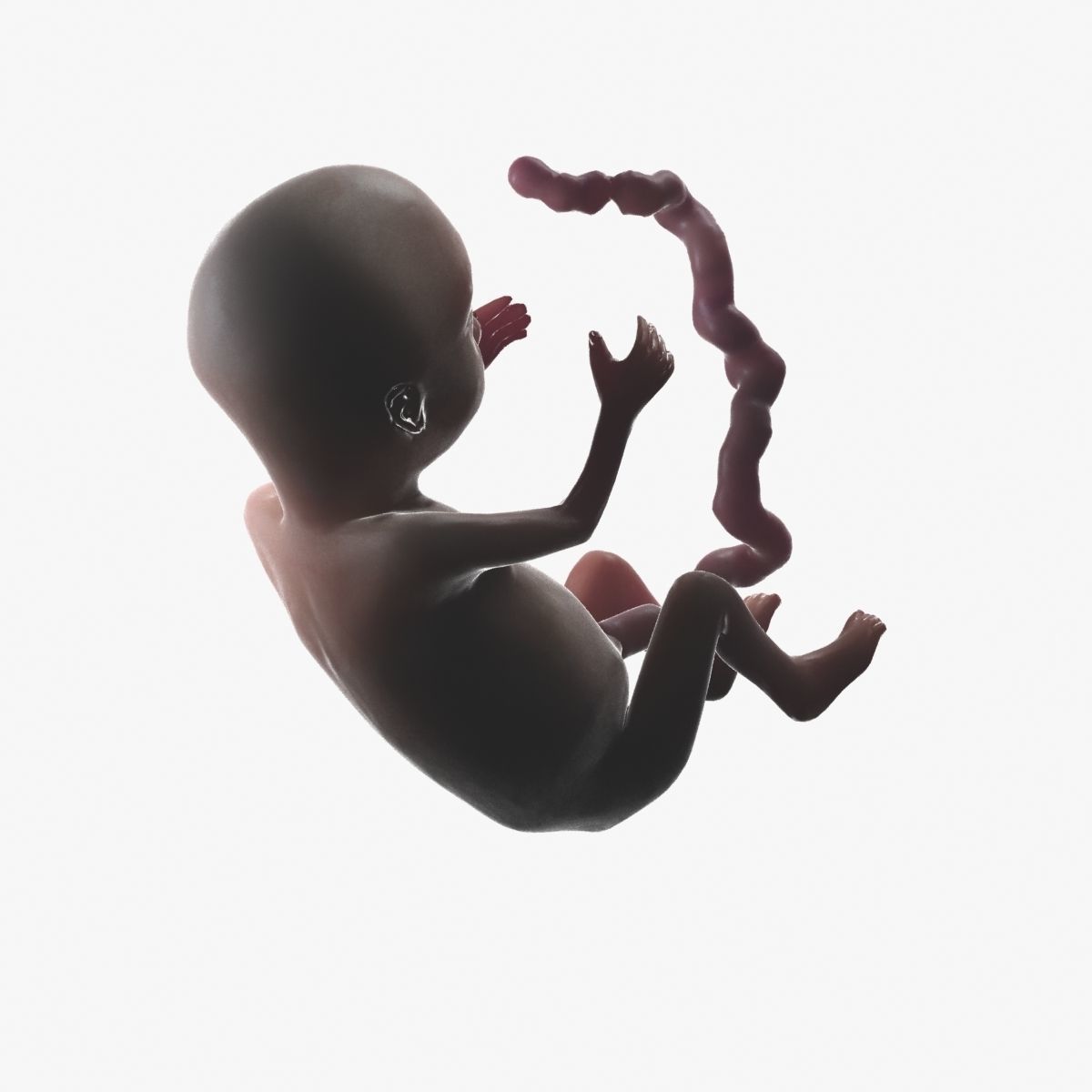 Human Fetus 3D model_61