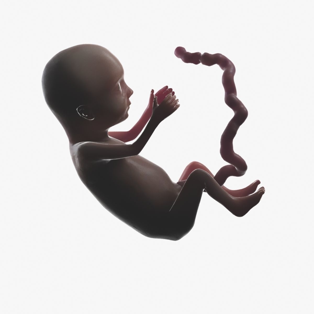 Human Fetus 3D model_59