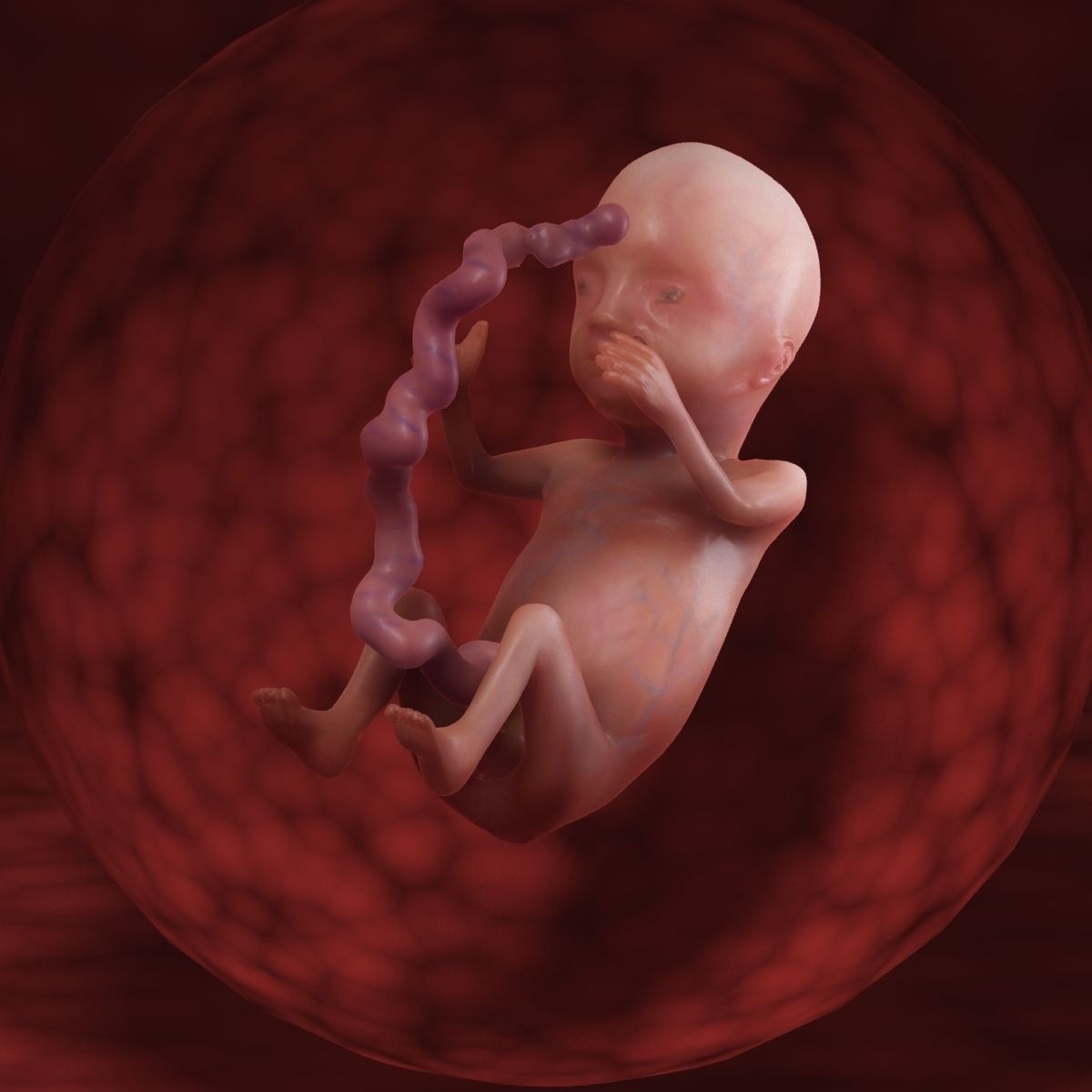 Human Fetus 3D model_51