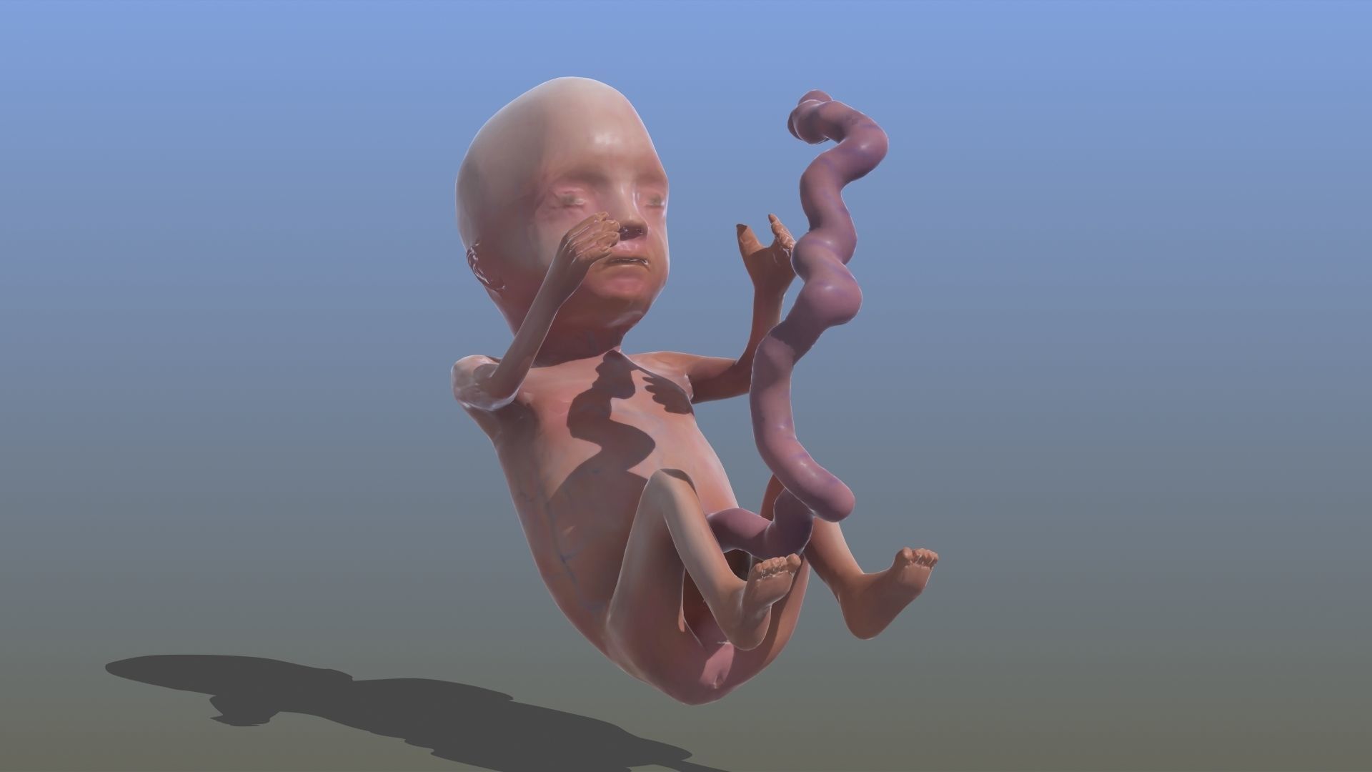 Human Fetus 3D model_32