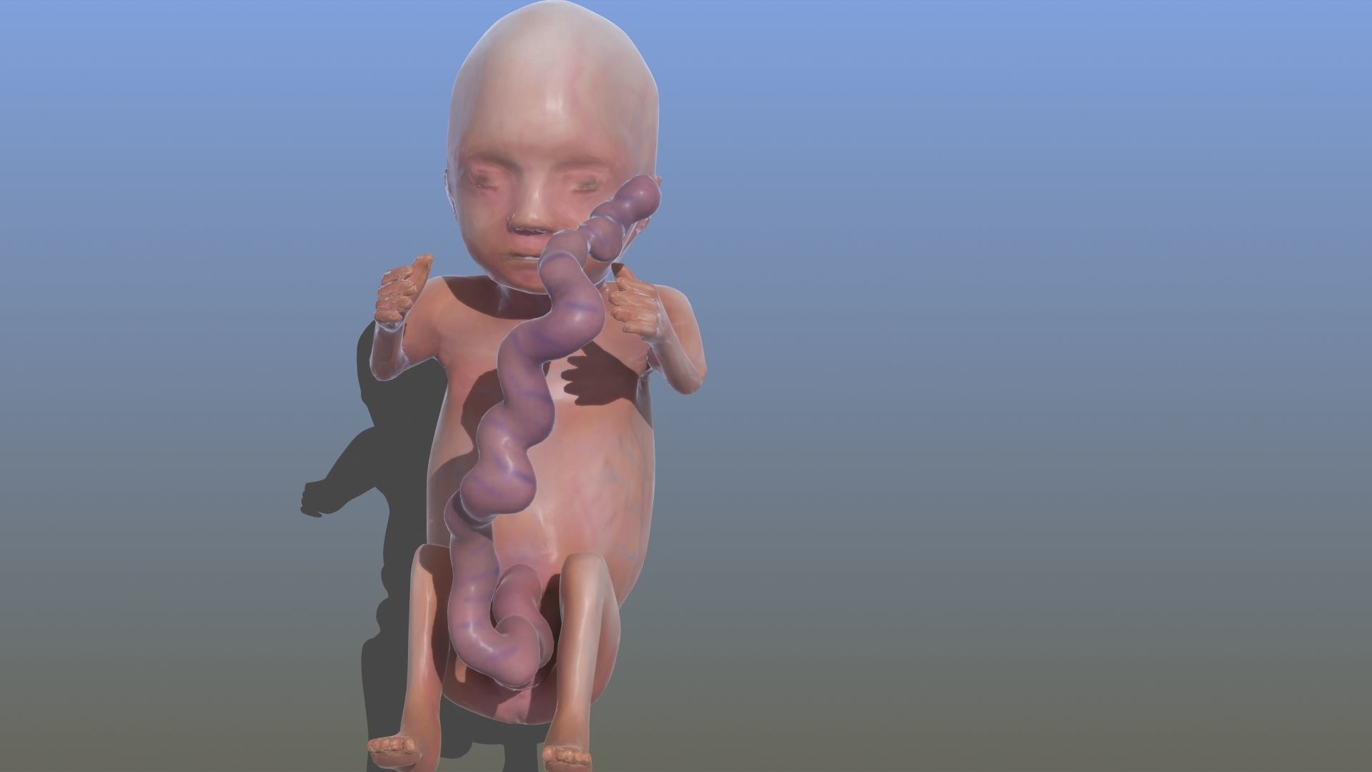 Human Fetus 3D model_1