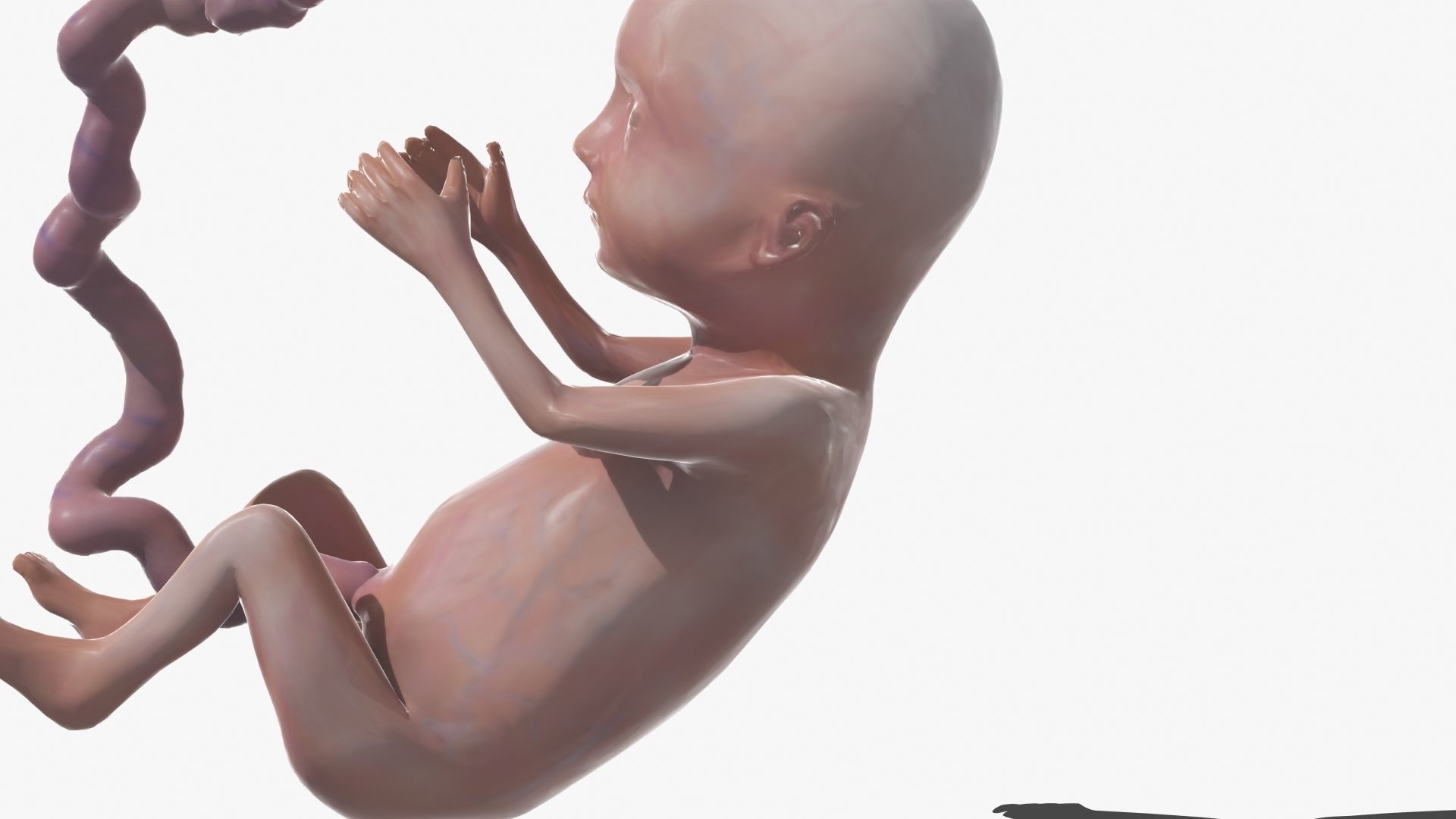 Human Fetus 3D model_40