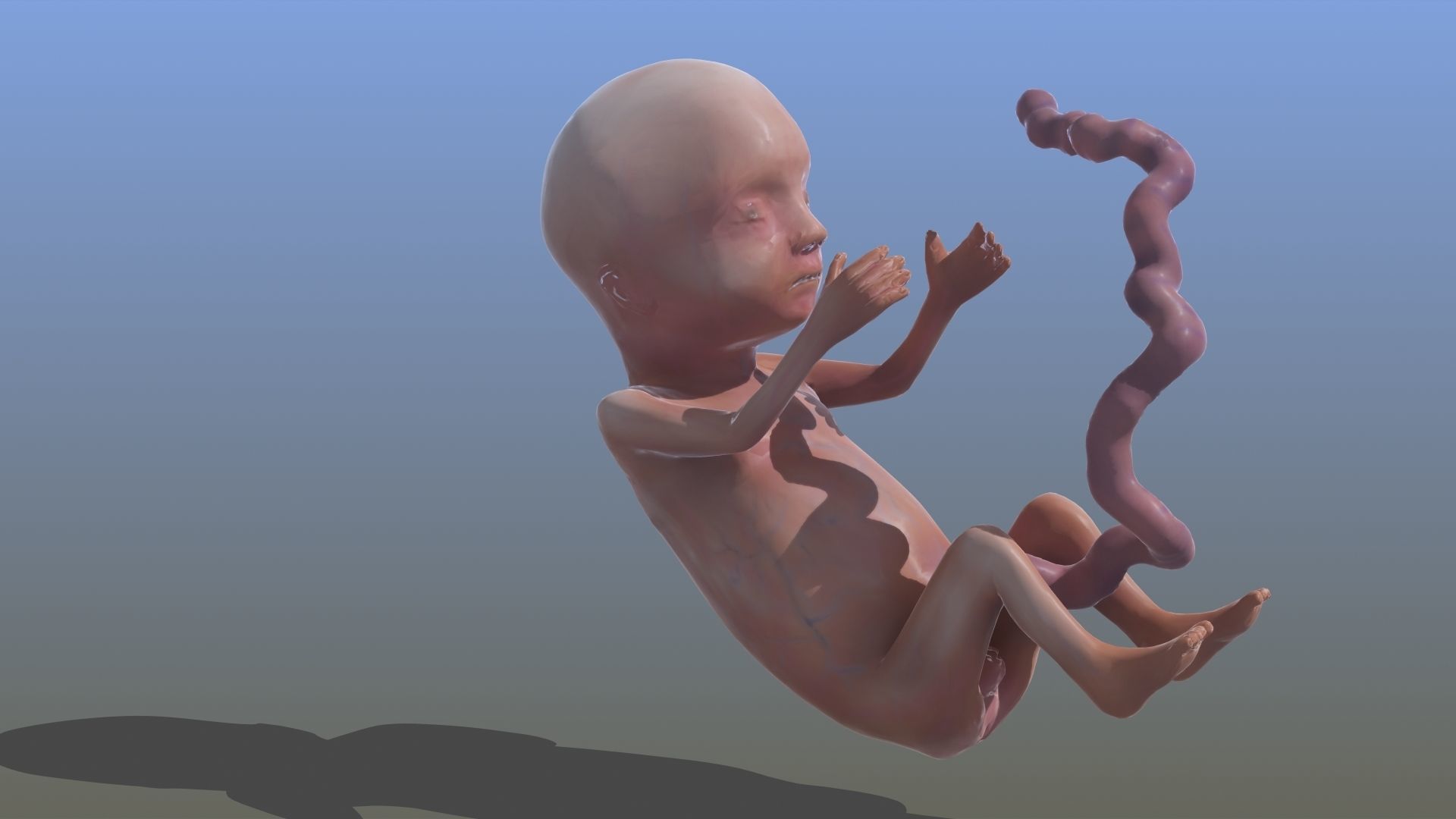 Human Fetus 3D model_28