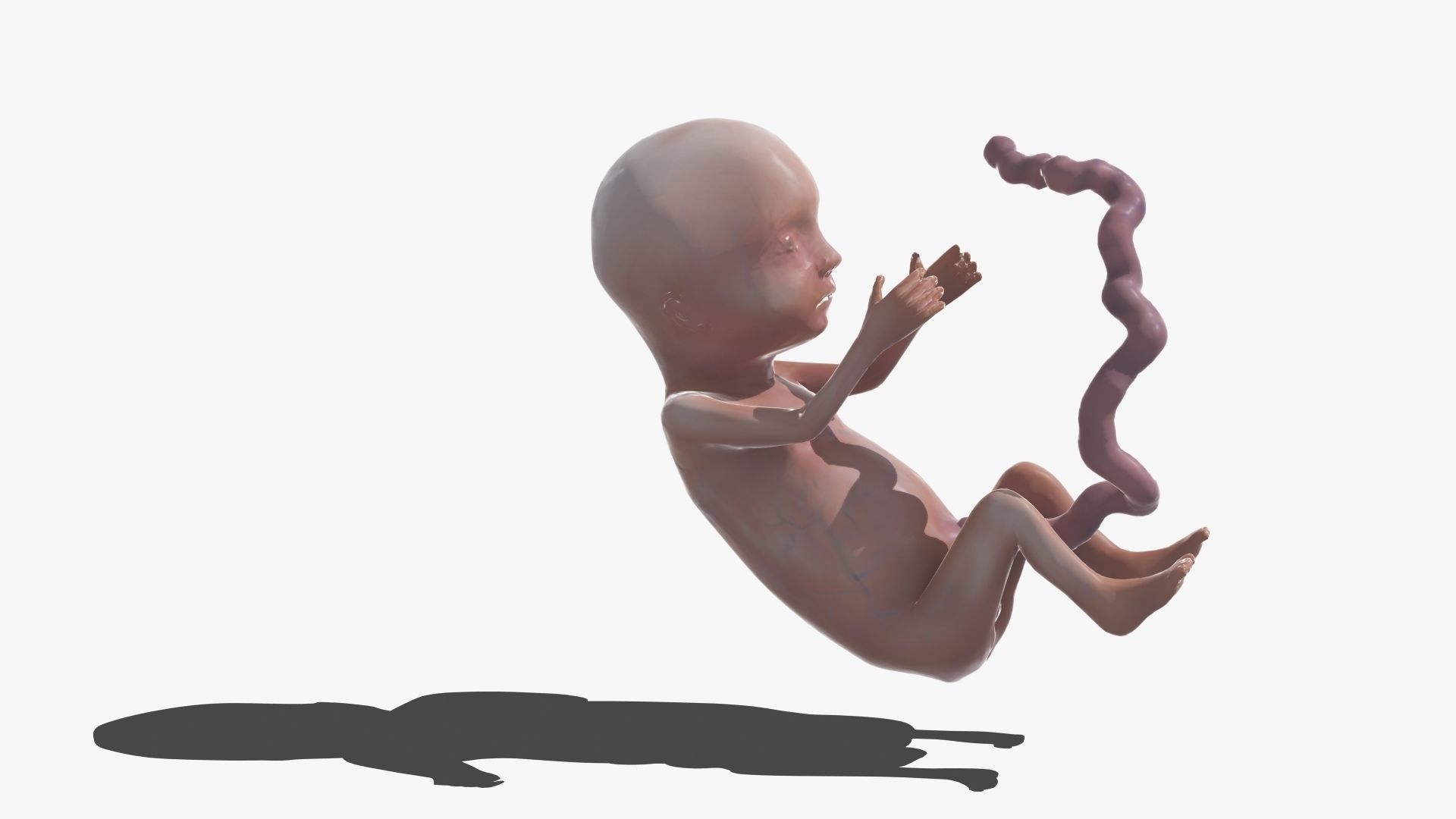 Human Fetus 3D model_45