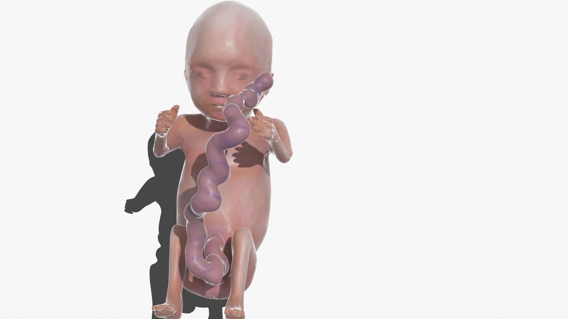Human Fetus 3D model_38