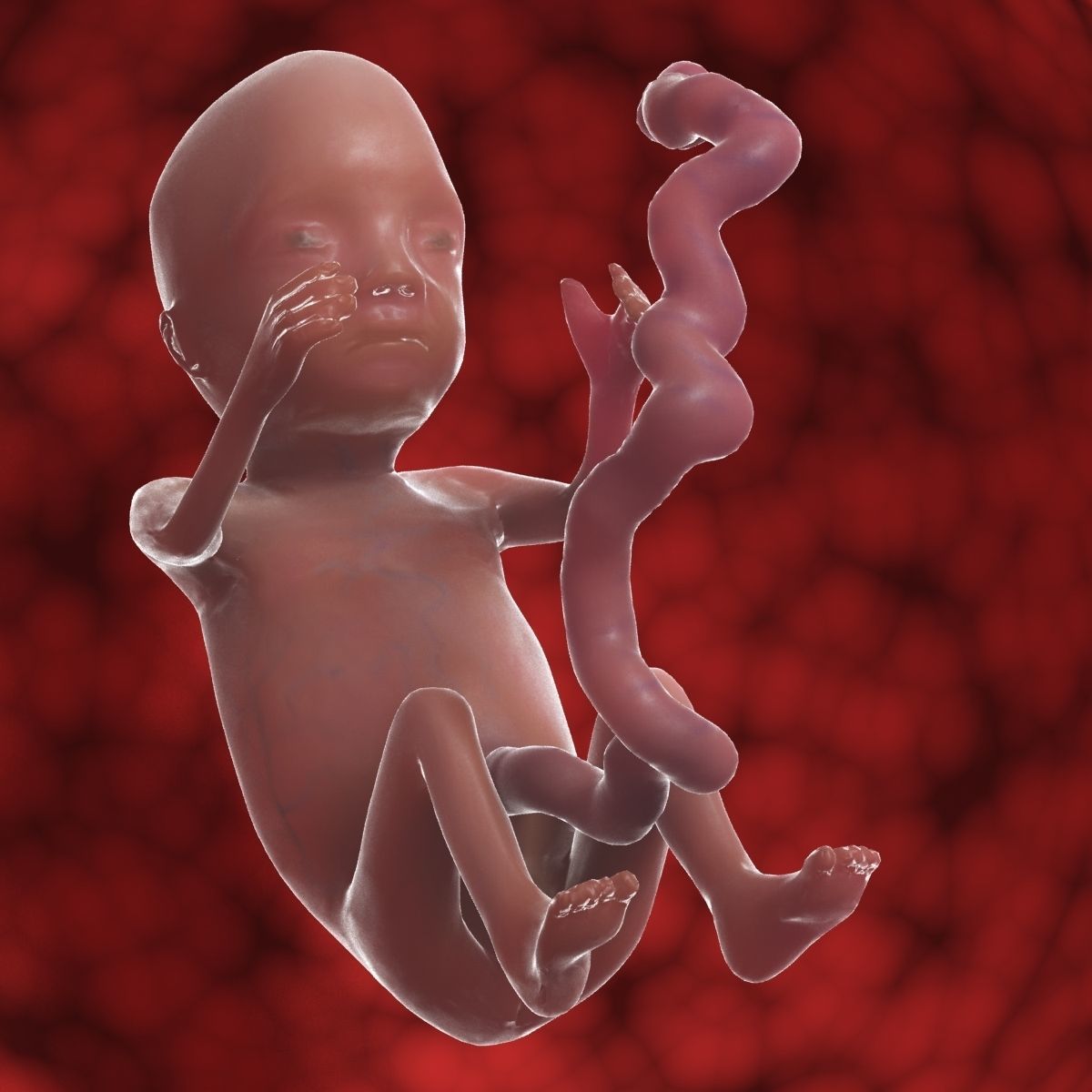 Human Fetus 3D model_2