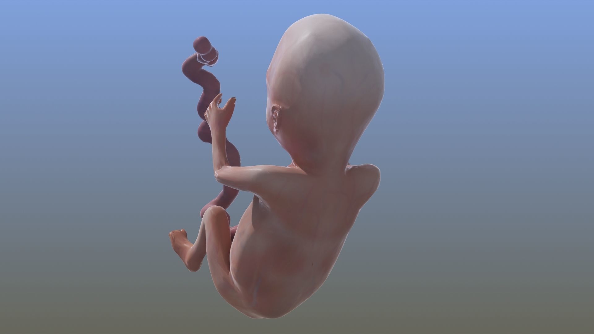 Human Fetus 3D model_24