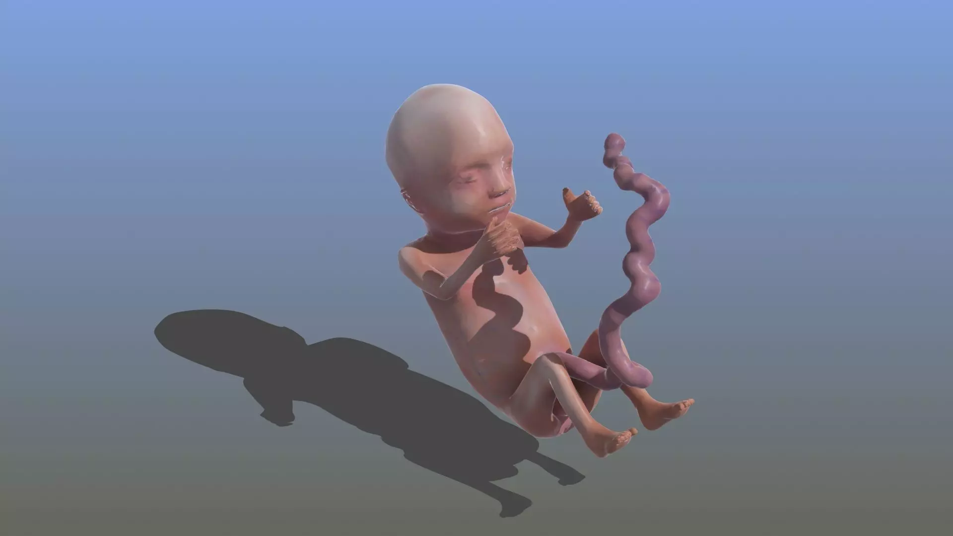 Human Fetus 3D model_0