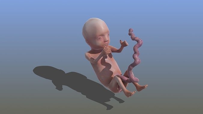 Human Fetus 3D model