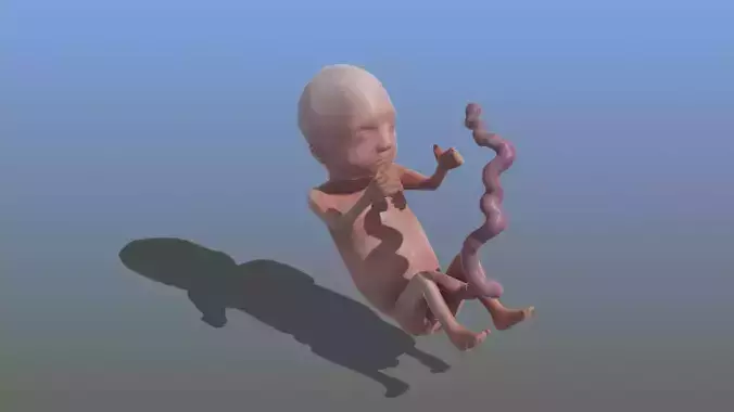 Human Fetus 3D model