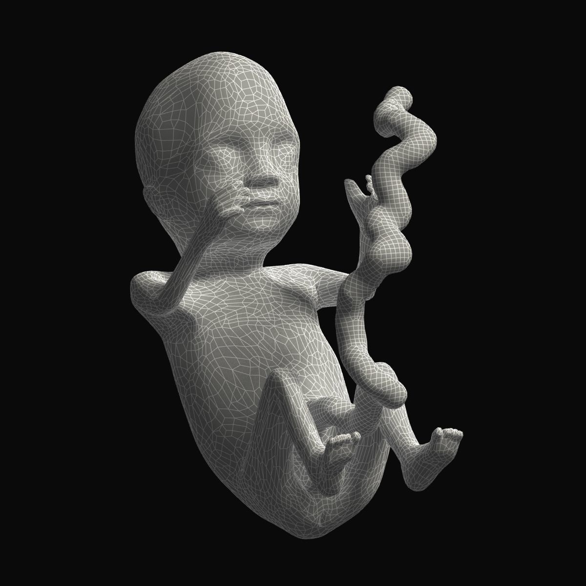 Human Fetus 3D model_5