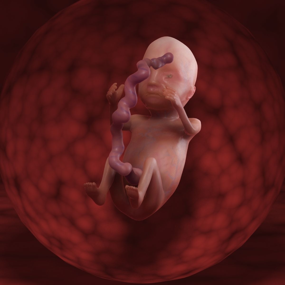 Human Fetus 3D model_49