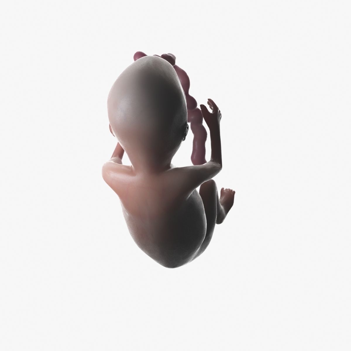 Human Fetus 3D model_62