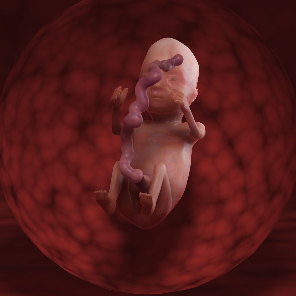 Human Fetus 3D model_52