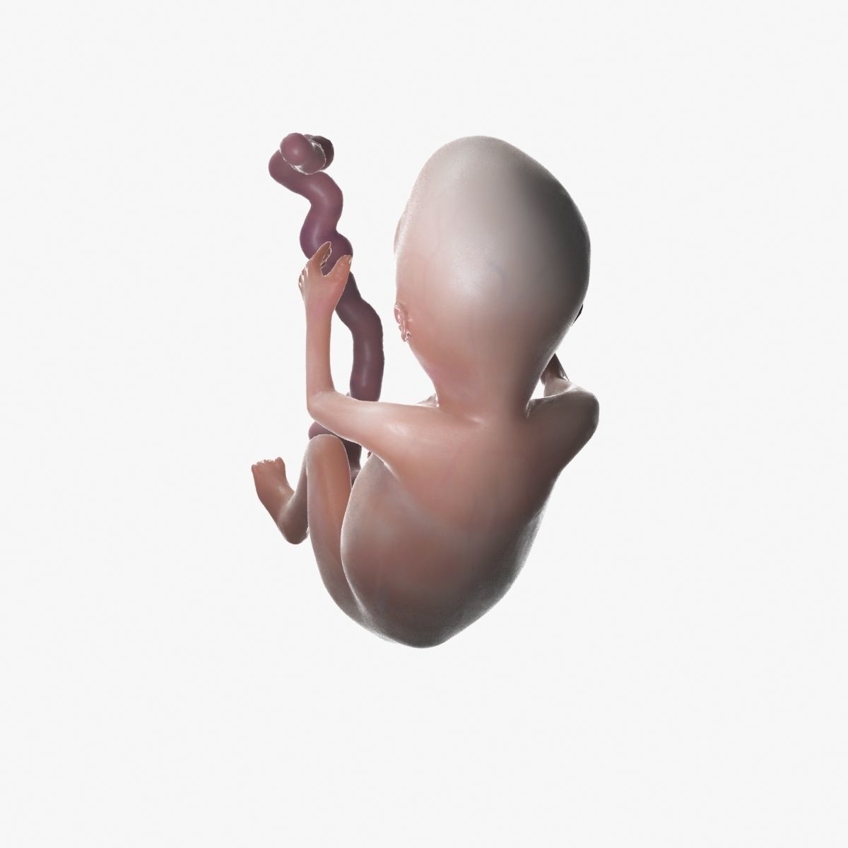 Human Fetus 3D model_55